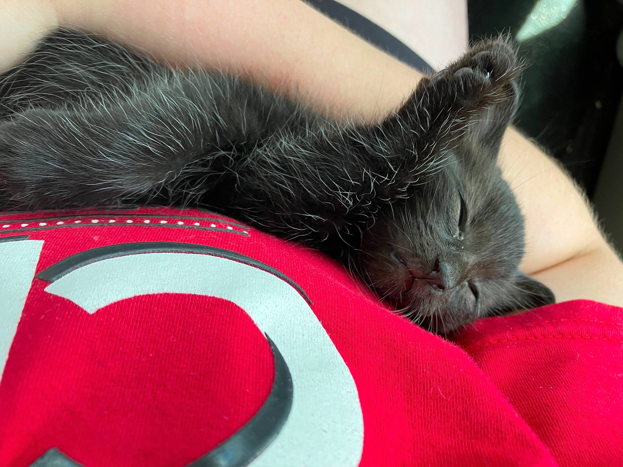 Samson joined the competition — help win amazing prizes! carmine, carnivore, cat, claw, close_up, comfort, domestic_short_haired_cat, eye, felidae, foot, fur, human_leg, lap, nap, paw, small_to_medium_sized_cats, snout, tail, thigh, whiskers