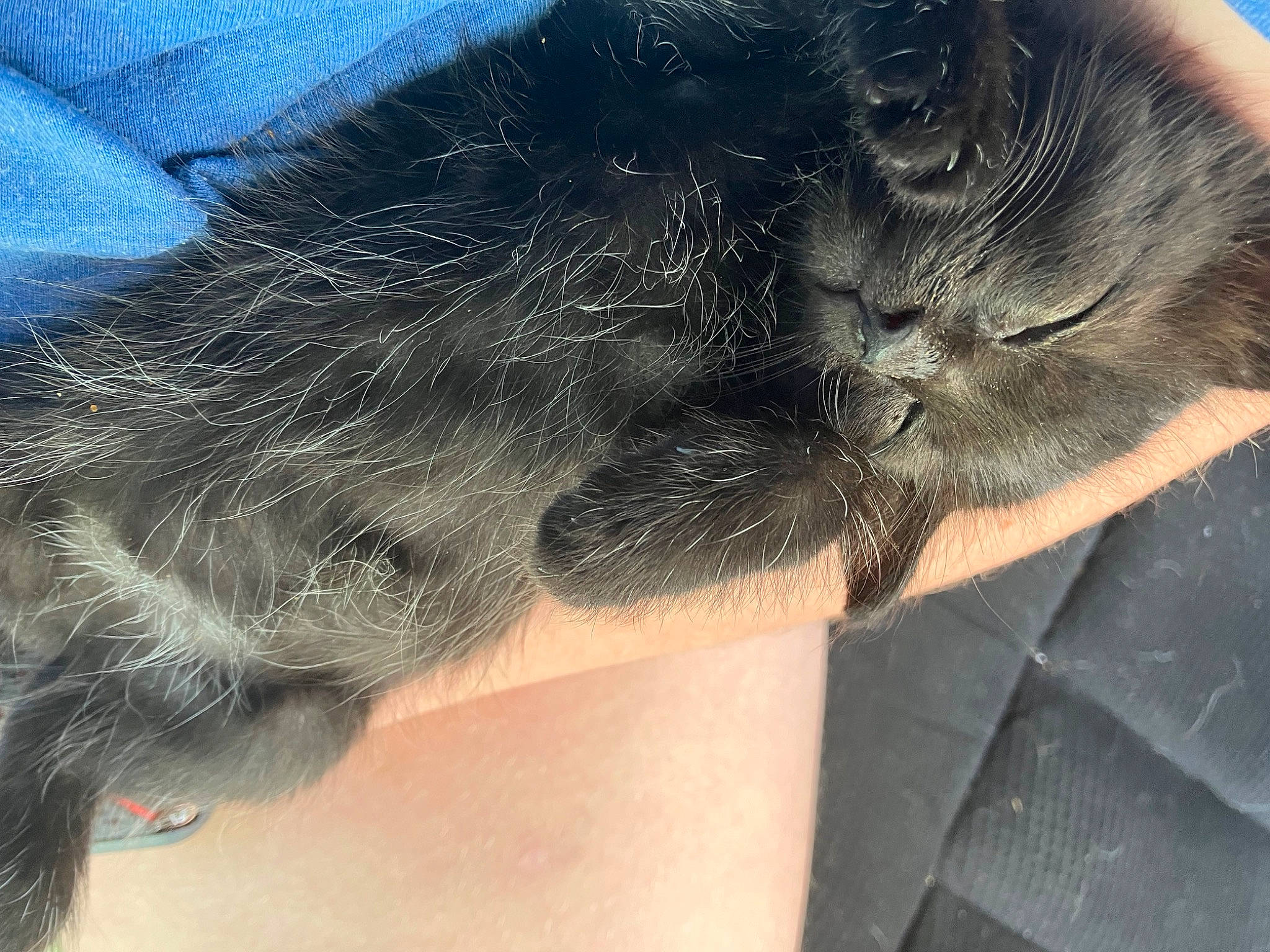 Samson is registered to the contest to win money with this photo: canidae, carnivore, cat, claw, dog_breed, domestic_short_haired_cat, electric_blue, fawn, felidae, foot, fur, human_leg, marine_mammal, nap, paw, small_to_medium_sized_cats, sporting_group, tail, terrestrial_animal, whiskers