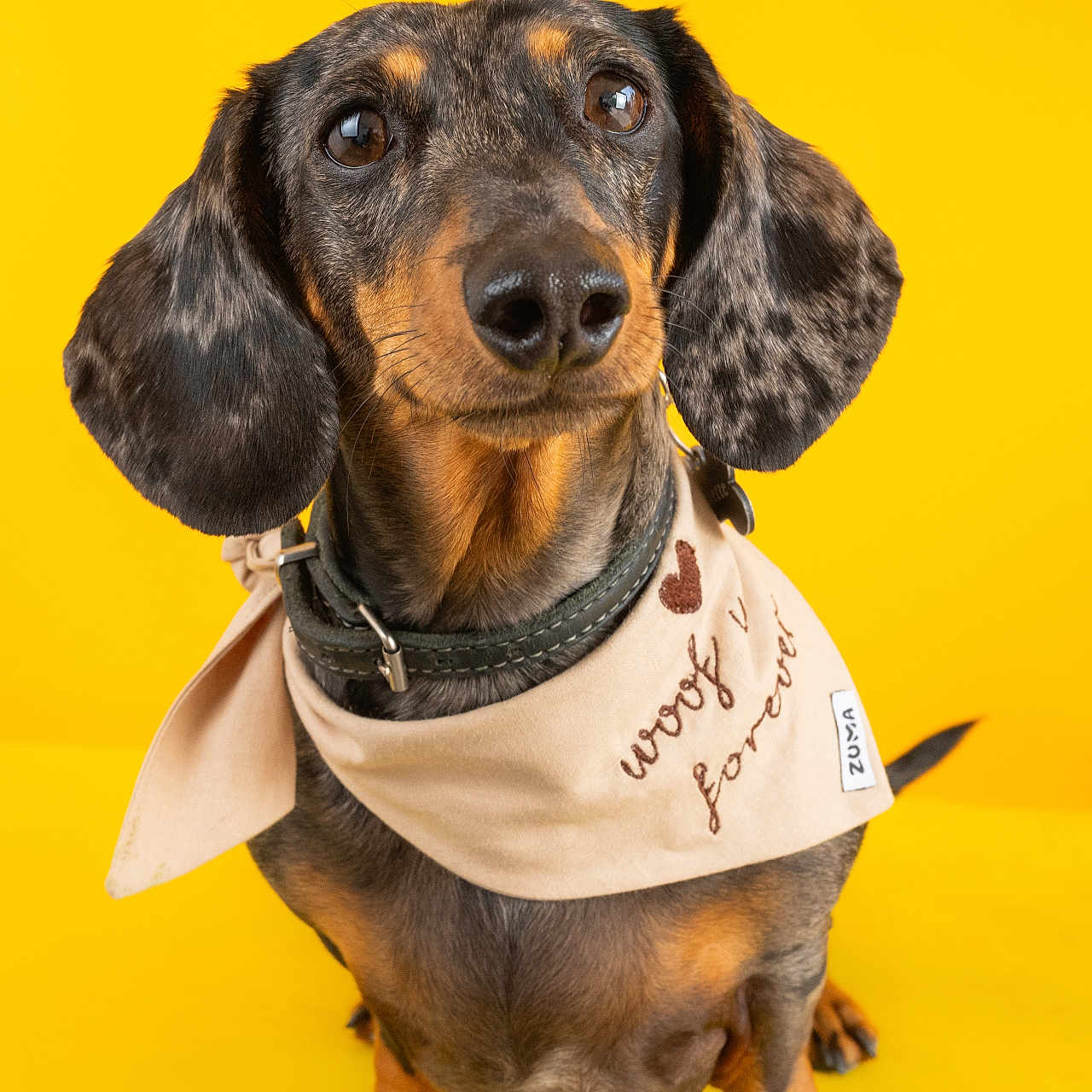 Zaguette participe au concours pour gagner de l'argent avec cette photo : dog, dachshund, pet, bandana, yellow_background, portrait, cute, floppy_ears, brown_eyes, black_nose, short_legs, animal, domestic_animal, sitting, close_up, adorable, fur, collar, studio_shot, well_lit