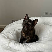 Bella is registered to the contest to win money with this photo: kitten, tortoiseshell, cat, pet, animal, fluffy, white_blanket, curious, indoor, cute, small, feline, soft_light, cozy, domestic, young, sitting, minimalist, bedroom, looking_up
