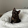 kitten, tortoiseshell, cat, pet, animal, fluffy, white_blanket, curious, indoor, cute, small, feline, soft_light, cozy, domestic, young, sitting, minimalist, bedroom, looking_up