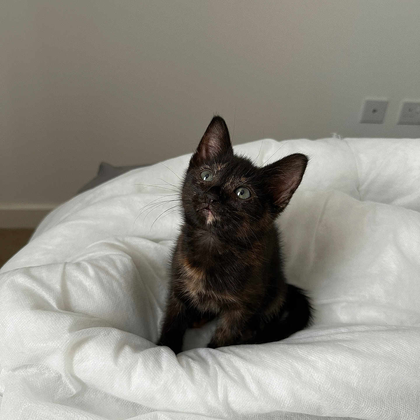 Bella is registered to the contest to win money with this photo: animal, bedroom, cat, cozy, curious, cute, domestic, feline, fluffy, indoor, kitten, looking_up, minimalist, pet, sitting, small, soft_light, tortoiseshell, white_blanket, young