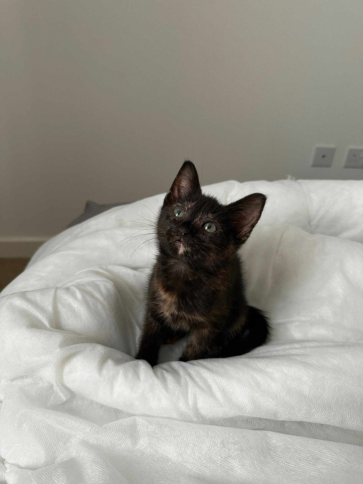 Bella