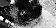 Tennessee participe au concours pour gagner de l'argent avec cette photo : cat, siamese, close_up, whiskers, eyes, fur, portrait, pet, feline, domestic_animal, outdoor, concrete, collar, ears, nose, stare, black_and_white, monochrome, texture, sitting