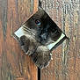 Tennessee participe au concours pour gagner de l'argent avec cette photo : cat, siamese, blue_eyes, whiskers, paws, wood_fence, peeking, curious, close_up, pet, nose, portrait, outdoor, vintage_wood, texture, playful, animal, fence_hole, brown, whisker_dust