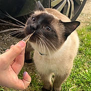 Tennessee participe au concours pour gagner de l'argent avec cette photo : cat, siamese_cat, pet, animal, whiskers, hand, human_hand, leaf, grass, car_wheel, tire, outdoor, close_up, curious, collar, brown_fur, black_face, paw, ground, vehicle
