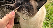 Tennessee a rejoint le concours — aidez-le/la à gagner de superbes lots ! animal, black_face, brown_fur, car_wheel, cat, close_up, collar, curious, grass, ground, hand, human_hand, leaf, outdoor, paw, pet, siamese_cat, tire, vehicle, whiskers