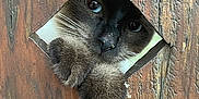 Tennessee participe au concours pour gagner de l'argent avec cette photo : cat, siamese, blue_eyes, whiskers, paws, wood_fence, peeking, curious, close_up, pet, nose, portrait, outdoor, vintage_wood, texture, playful, animal, fence_hole, brown, whisker_dust
