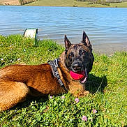 Rocky participe au concours pour gagner de l'argent avec cette photo : dog, belgian_malinois, grass, lake, water, ball, outdoor, sunny, pet, animal, happy, nature, greenery, playful, canine, summer, field, resting, tongue_out, leisure