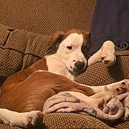 Max joined the competition — help win amazing prizes! blanket, brown, canine, couch, cozy, cushion, dog, domestic_animal, fur, furniture, home, indoor, paw, pet, relaxed, resting, sleepy, wall, white, window_blinds