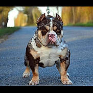 Valentino a rejoint le concours — aidez-le/la à gagner de superbes lots ! animal, black, brown, bulldog, canine, dog, ears, fur, grass, leash, muscular, nature, nose, outdoor, pavement, pet, road, standing, trees, white