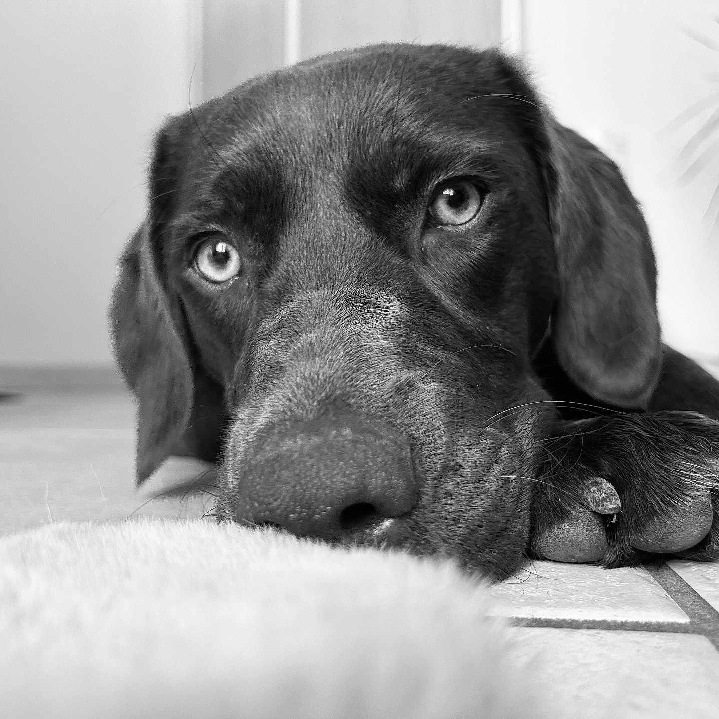 Vaya a rejoint le concours — aidez-le/la à gagner de superbes lots ! animal, beagle, canine, cockerspaniel, dog, hound, labradorretriever, pet, pointer, puppy, snout