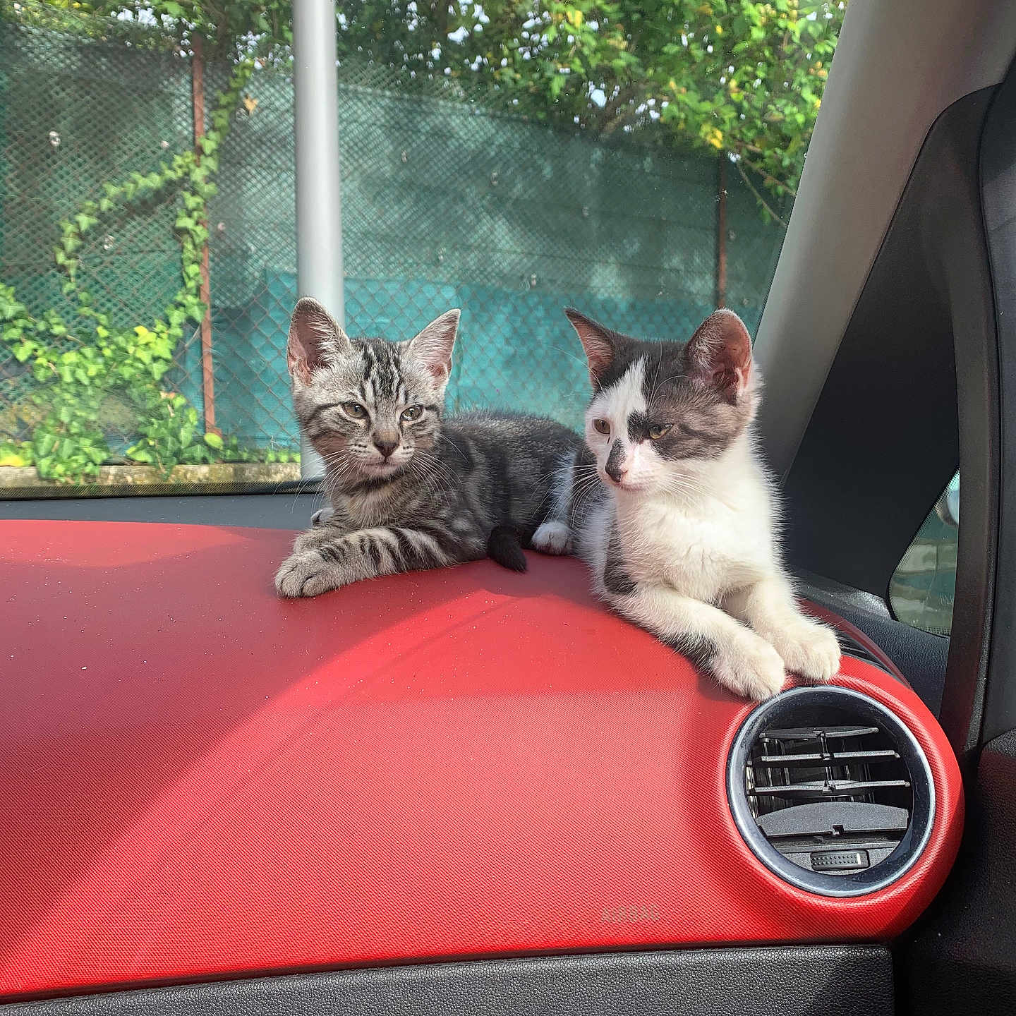 Kenzo Et Talia