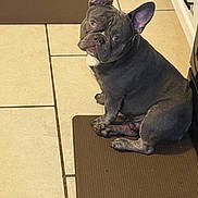 Neeko joined the competition — help win amazing prizes! companion, cute, dog, domestic_animal, floor_mat, french_bulldog, grey_coat, indoor, kitchen, looking_at_camera, mat, paws, pet, portrait, short_muzzle, sitting, stare, tile_floor, upright_ears, wrinkled_face