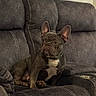 Neeko is registered to the contest to win money with this photo: collar, companion, couch, cozy, cup_holder, dog, ears, french_bulldog, gaze, grey_coat, indoor, living_room, muzzle, paws, pet, portrait, recliner, sitting, upholstery, white_chest