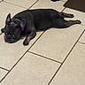 Neeko is registered to the contest to win money with this photo: black_coat, bored, companion, cute, dog, domestic_animal, ears, eyes, face, floor_tiles, french_bulldog, home, indoor, laying_down, looking_at_camera, paws, pet, resting, sploot, tile_floor