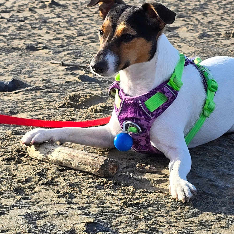 Vip participe au concours pour gagner de l'argent avec cette photo : animal, beach, brown_black_fur, calm, canine, closeup, daytime, dog, harness, leash, nature, outdoor, pet, quiet, resting, sand, small_dog, stick, sunlight, white_fur