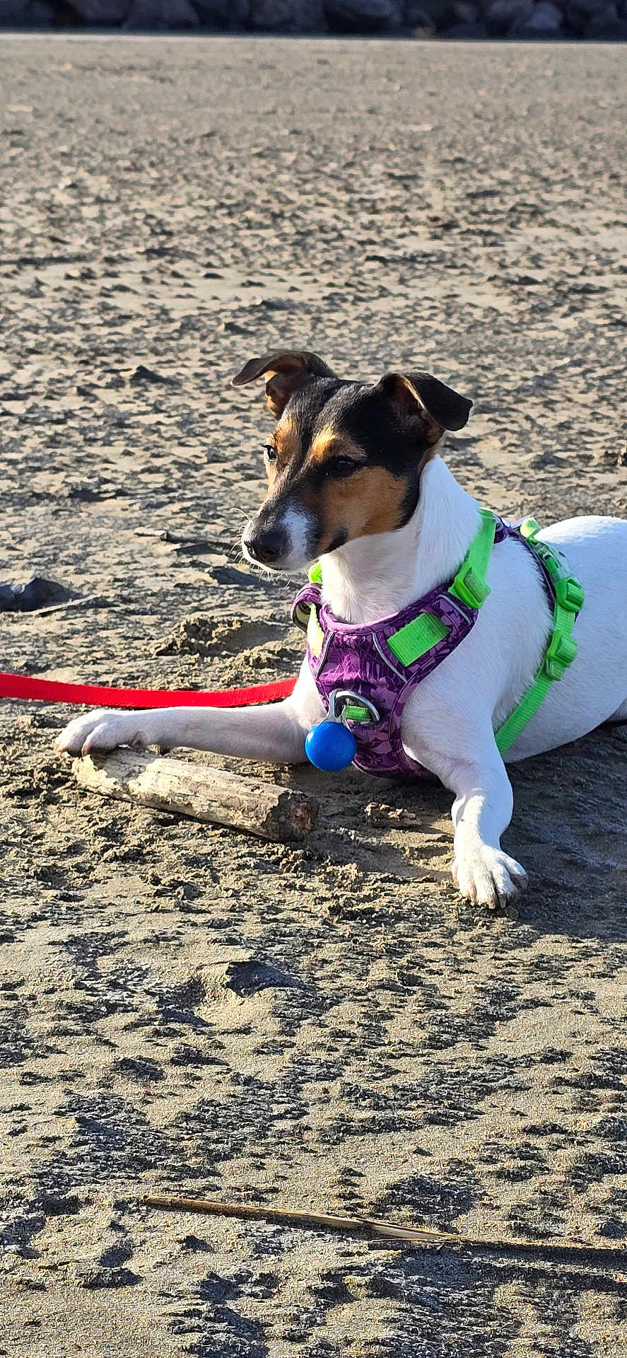 Vip participe au concours pour gagner de l'argent avec cette photo : dog, beach, sand, harness, stick, outdoor, pet, canine, animal, resting, sunlight, leash, closeup, nature, daytime, quiet, calm, small_dog, white_fur, brown_black_fur