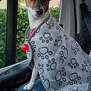 Vip a rejoint le concours — aidez-le/la à gagner de superbes lots ! dog, blanket, paw_prints, car_interior, seatbelt, window, greenery, person, jeans, lap, pet, canine, red_collar, fur, ears, alert, seated, indoor, daylight, comfort