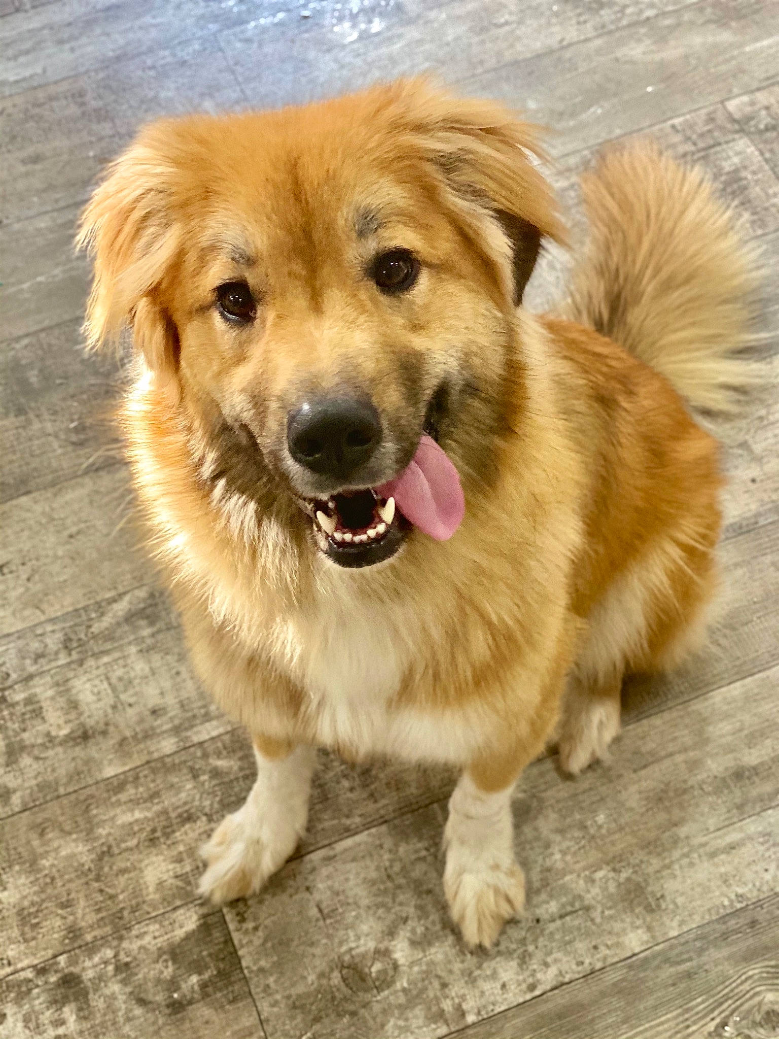 Pooh Bear joined the competition — help win amazing prizes! ancient_dog_breeds, canidae, carnivore, companion_dog, dog, dog_breed, event, fawn, fur, paw, plant, puppy, small_greek_domestic_dog, snout, sporting_group, terrestrial_animal, whiskers, wood, working_animal, working_dog