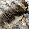 Rayne joined the competition — help win amazing prizes! cat, sleeping, fluffy, furry, paw, blanket, cozy, indoor, pet, relaxing, cute, animal, fur, rest, soft, comfort, nap, calm, domestic, whiskers