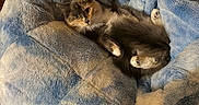 Rayne joined the competition — help win amazing prizes! cat, feline, pet, indoor, bean_bag, plush, blue, white, fur, relaxed, curious, cozy, wooden_floor, domestic, animal, cute, resting, soft, comfortable, home