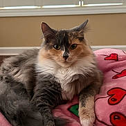 Rayne is registered to the contest to win money with this photo: cat, fluffy, indoor, blanket, pink, red_hearts, fur, pet, animal, relaxed, lying_down, window_blinds, cozy, domestic, cute, face, paw, closeup, feline, soft