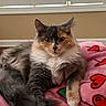 animal, blanket, cat, closeup, cozy, cute, domestic, face, feline, fluffy, fur, indoor, lying_down, paw, pet, pink, red_hearts, relaxed, soft, window_blinds