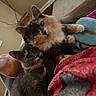 Rayne is registered to the contest to win money with this photo: cat, calico_cat, gray_cat, pets, indoor, cozy, blanket, snuggling, feline, cute, fur, whiskers, ears, eyes, relaxed, home, comfort, closeup, animal, resting