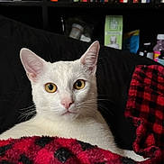 Leo is registered to the contest to win money with this photo: white_cat, cat, pet, blanket, plaid_blanket, bookshelf, books, indoor, portrait, close_up, whiskers, yellow_eyes, pink_nose, ears, fur, cozy, resting, bedroom, shelf, bottle