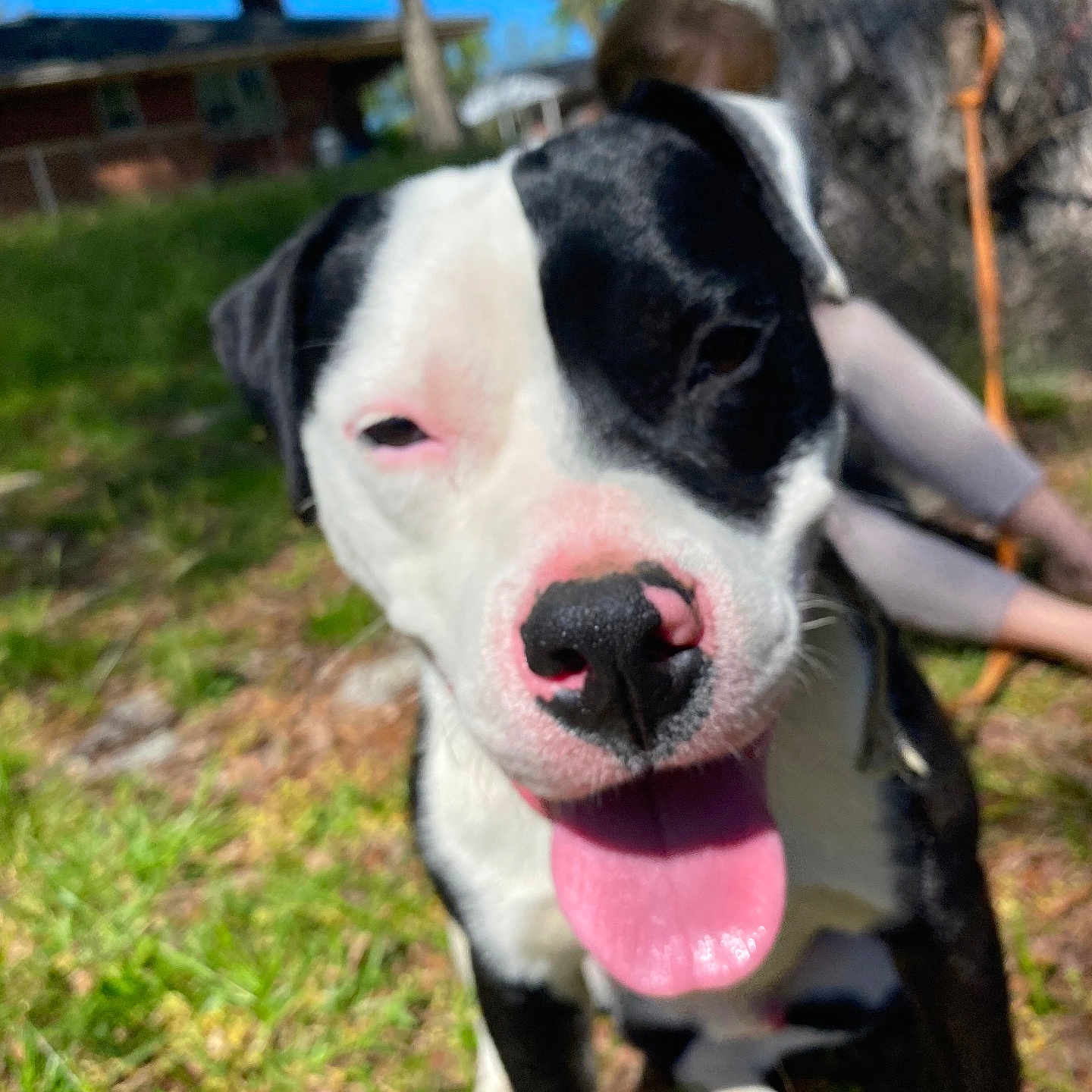 Spotty Boy joined the competition — help win amazing prizes! animal, black_and_white, blurred_background, canine, close_up, dog, ears, face, grass, happy, nature, nose, outdoor, person, pet, playful, summer, sunny, tongue_out, tree