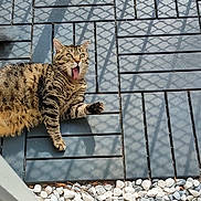 Katniss a rejoint le concours — aidez-le/la à gagner de superbes lots ! cat, tabby_cat, surprised, lying_down, outdoor, tile_floor, shadow_pattern, pebbles, mouth_open, fur, paw, whiskers, sunlight, nature, animal, pet, expression, texture, pattern, playful