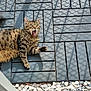 cat, tabby_cat, surprised, lying_down, outdoor, tile_floor, shadow_pattern, pebbles, mouth_open, fur, paw, whiskers, sunlight, nature, animal, pet, expression, texture, pattern, playful