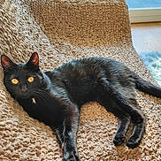 Poukie participe au concours pour gagner de l'argent avec cette photo : cat, black_cat, pet, animal, feline, indoor, blanket, texture, relaxing, resting, fur, whiskers, yellow_eyes, window, balcony, sunlight, home, cozy, cute, domestic_animal