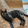 cat, black_cat, pet, animal, feline, indoor, blanket, texture, relaxing, resting, fur, whiskers, yellow_eyes, window, balcony, sunlight, home, cozy, cute, domestic_animal
