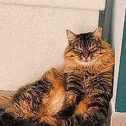 Alien a rejoint le concours — aidez-le/la à gagner de superbes lots ! animal, cat, corner, cozy, cute, domestic, feline, floor, fluffy, fur, indoor, mammal, pet, portrait, relaxed, resting, sitting, tabby, wall, whiskers