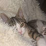 Nala participe au concours pour gagner de l'argent avec cette photo : cat, tabby, pet, animal, fur, whiskers, pink_nose, blanket, soft, cozy, indoor, resting, cute, sleepy, paw, closeup, relaxing, feline, white, comfort