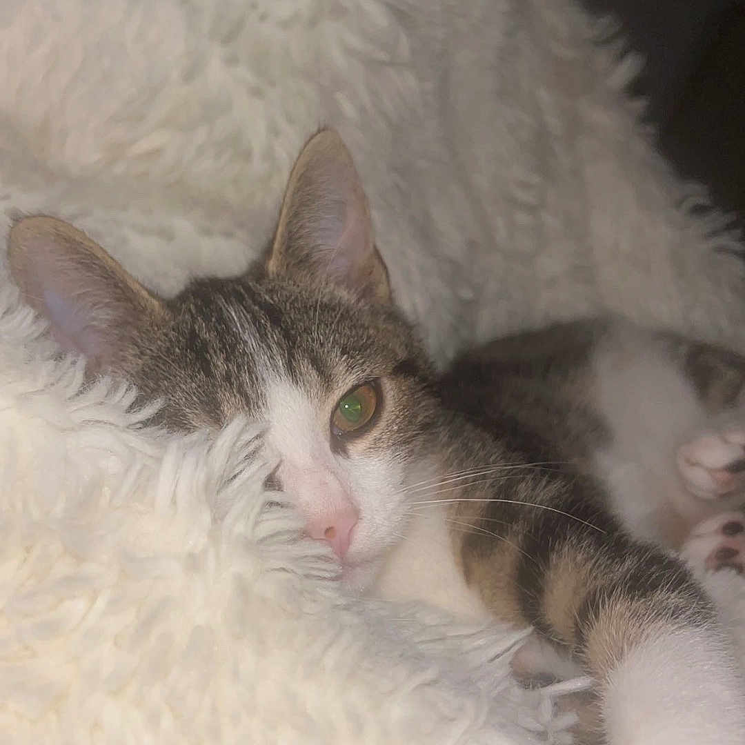 Nala participe au concours pour gagner de l'argent avec cette photo : animal, blanket, cat, closeup, comfort, cozy, cute, feline, fur, indoor, paw, pet, pink_nose, relaxing, resting, sleepy, soft, tabby, whiskers, white