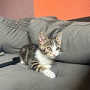 Nala participe au concours pour gagner de l'argent avec cette photo : cat, kitten, tabby, couch, gray_couch, indoor, pet, fur, whiskers, paw, relaxing, sunlight, wall, two_tone_wall, orange_wall, mauve_wall, cute, animal, domestic_animal, young_cat