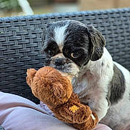 Rocky participe au concours pour gagner de l'argent avec cette photo : animal, black_and_white, chair, close_up, cushion, cute, dog, face, fur, looking, outdoor, pet, plush_toy, puppy, sitting, small, soft, teddy_bear, texture, toy