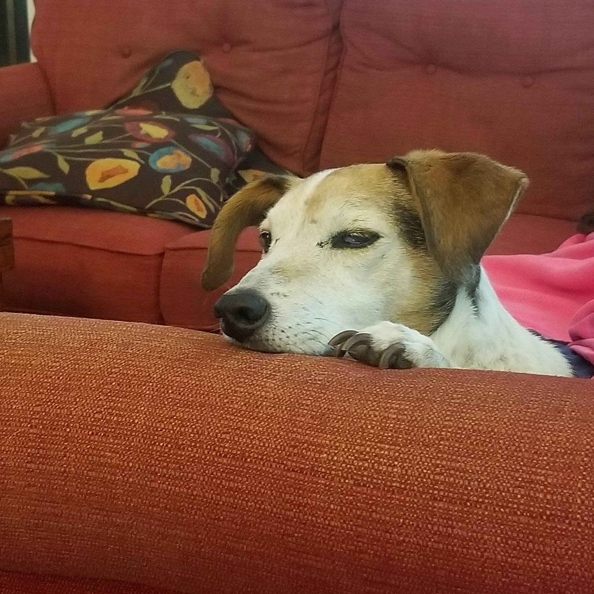 Georgie joined the competition — help win amazing prizes! carnivore, comfort, companion_dog, couch, dog, dog_breed, linens, nap, non_sporting_group, pillow, slipcover, sporting_group, whiskers, working_animal