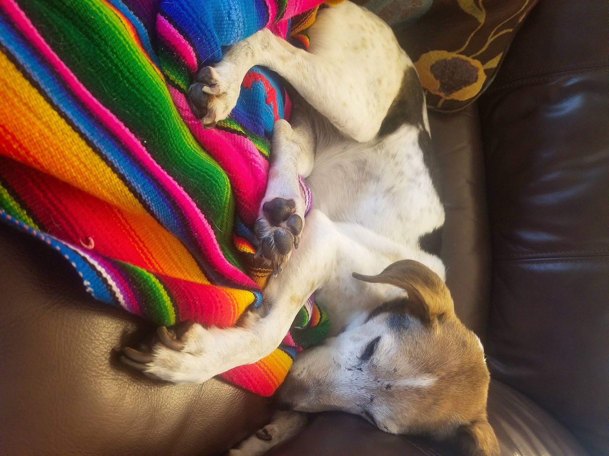 Georgie is registered to the contest to win money with this photo: carnivore, comfort, companion_dog, dog, dog_breed, dog_supply, fawn, felidae, fur, linens, magenta, paw, plush, small_to_medium_sized_cats, sporting_group, stuffed_toy, tail, wool, woolen, working_animal