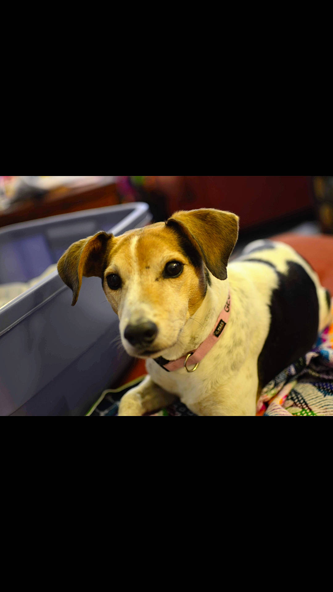 Georgie is registered to the contest to win money with this photo: canidae, carnivore, collar, companion_dog, dog, dog_breed, dog_collar, dog_supply, fur, paw, pet_supply, photo_caption, rectangle, snout, sporting_group, still_life_photography, working_animal