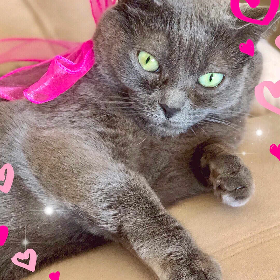 Figaro