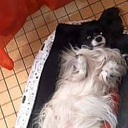 Lilly'S Moonstone a rejoint le concours — aidez-le/la à gagner de superbes lots ! animal, bed, black_and_white, canine, comfortable, cozy, curtain, cute, dog, domestic_animal, fluffy, fur, home, indoor, looking_up, lying_down, pet_bed, relaxed, resting, tile_floor