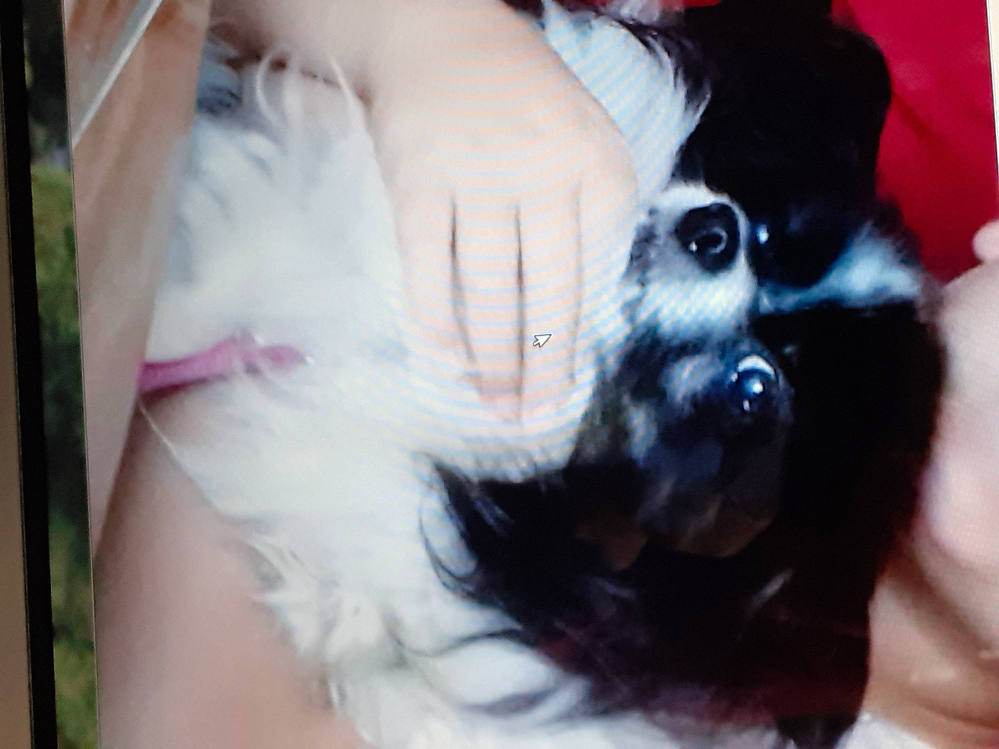 Ulalie De L'Or En Barre participe au concours pour gagner de l'argent avec cette photo : beard, carnivore, cat, claw, comfort, companion_dog, dog_breed, eyelash, felidae, finger, fur, gesture, nail, paw, small_to_medium_sized_cats, snout, tail, toy_dog, whiskers, wrist