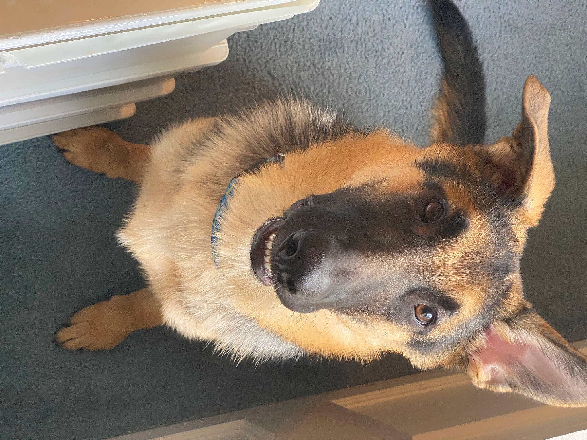 Ollie is registered to the contest to win money with this photo: canidae, carnivore, dog, dog_breed, ear, eye, fawn, german_shepherd_dog, mammal, nose, paw, puppy, snout, vertebrate