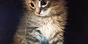 Potato is registered to the contest to win money with this photo: kitten, cat, fluffy, fur, cute, pet, animal, small, young, indoor, soft, whiskers, portrait, sitting, feline, adorable, cozy, closeup, tabby, curious