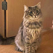 Potato joined the competition — help win amazing prizes! cat, gray_cat, tabby_cat, fluffy_fur, sitting, wooden_floor, door, indoor, pet, animal, feline, curious, whiskers, ears, tail, collar, domestic_cat, eyes, cute, furry