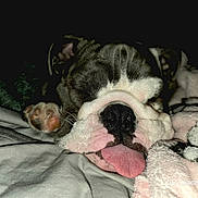 Moana joined the competition — help win amazing prizes! animal, black_nose, blanket, bulldog, close_up, comfort, cozy, cute, dog, fur, indoor, paw, pet, pink_tongue, resting, sleeping, snout, soft, tongue_out, wrinkled_face